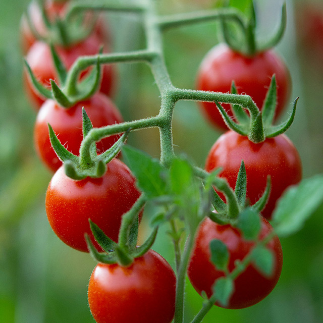 cherrytomatoes